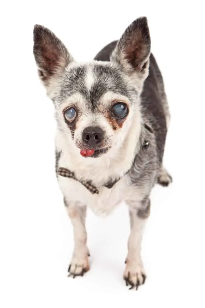 Can a Blind Pet Be Happy?: Dealing with Vision Loss in Pets