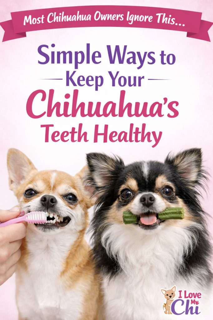 2 Chihuahuas  with toothbrsh in one's mouth and a dental chew in the other and text says Simple Ways to Keep Your Chihuahuas teeth healthy.