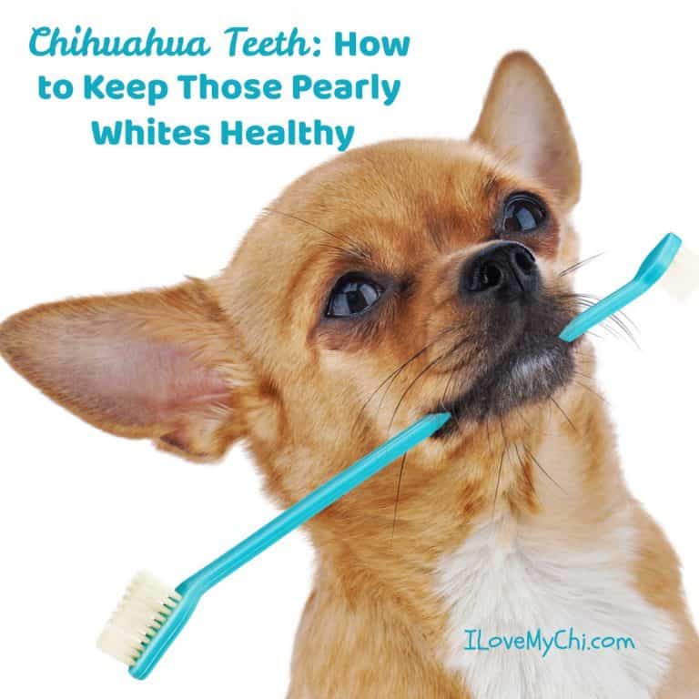 Chihuahua with toothbrush in mouth with toothbrush in mouth.
