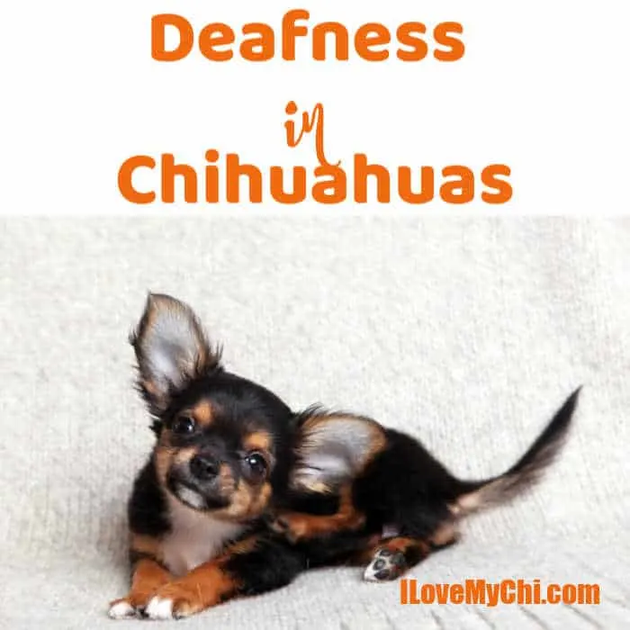 cute tr-colored chihuahua dog with big ears looking up