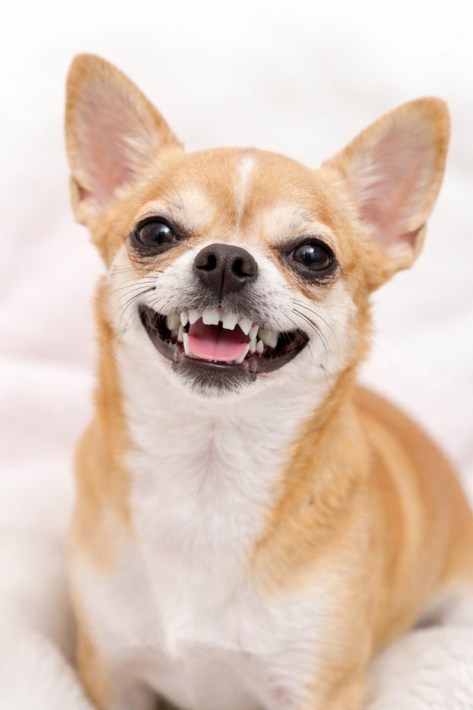 Smiling fawn and white Chihuahua..