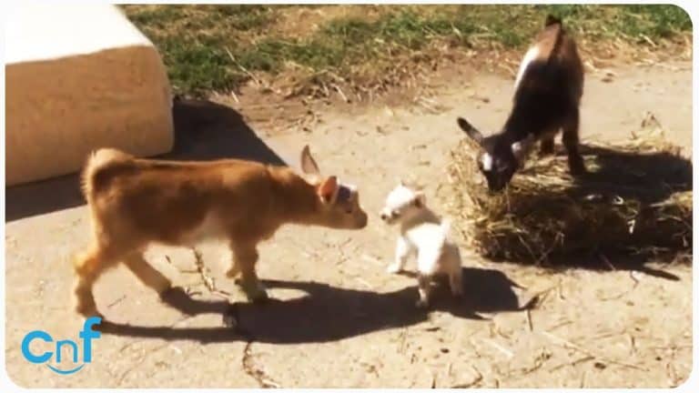 2 goats and chihuahua puppy
