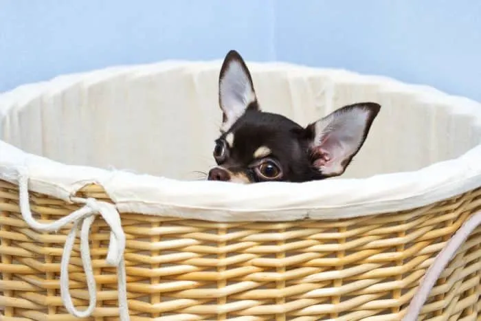 Chihuahua peeking out of basket