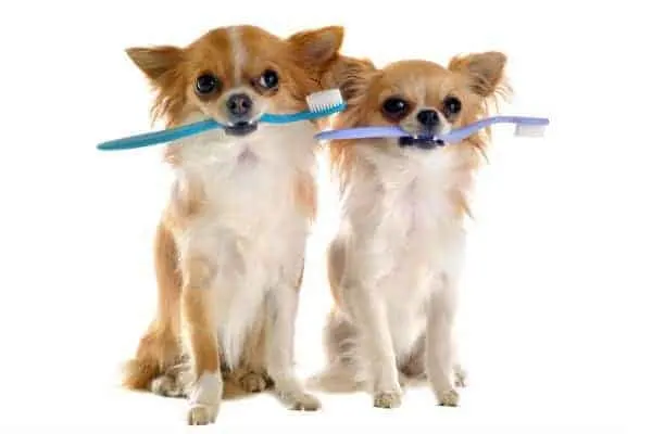 Brushing shop chihuahua teeth