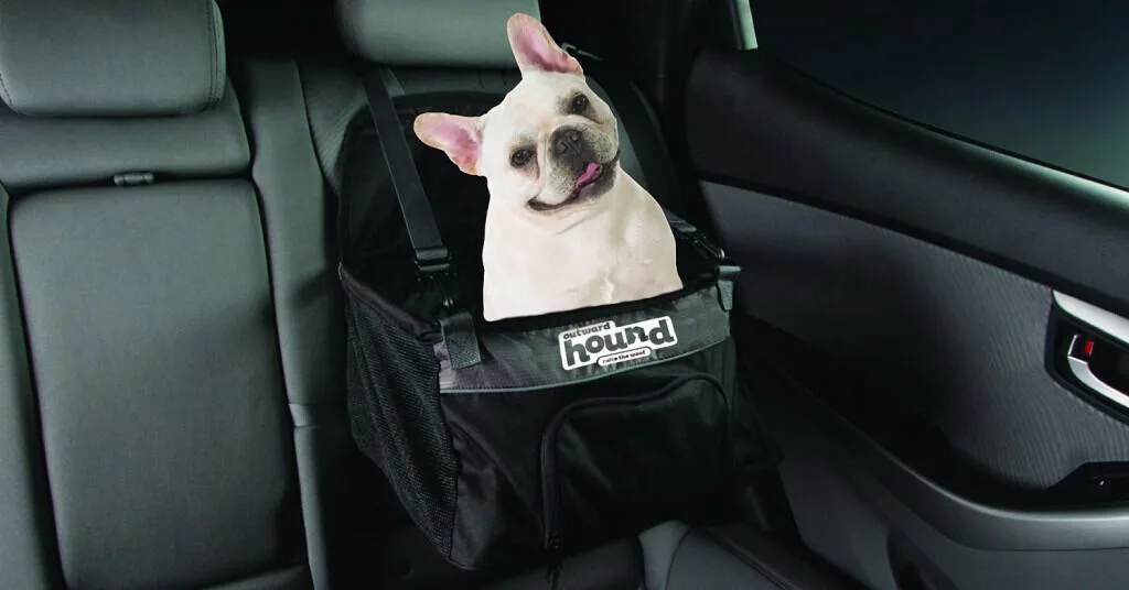 white chihuahua in car seat