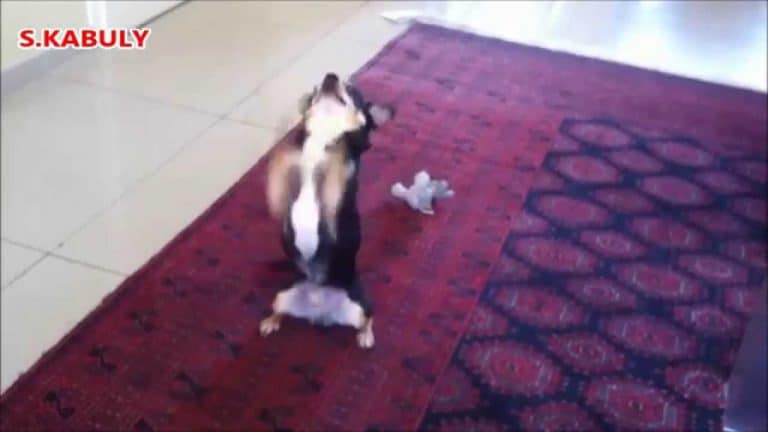 chihuahua dancing on 2 legs
