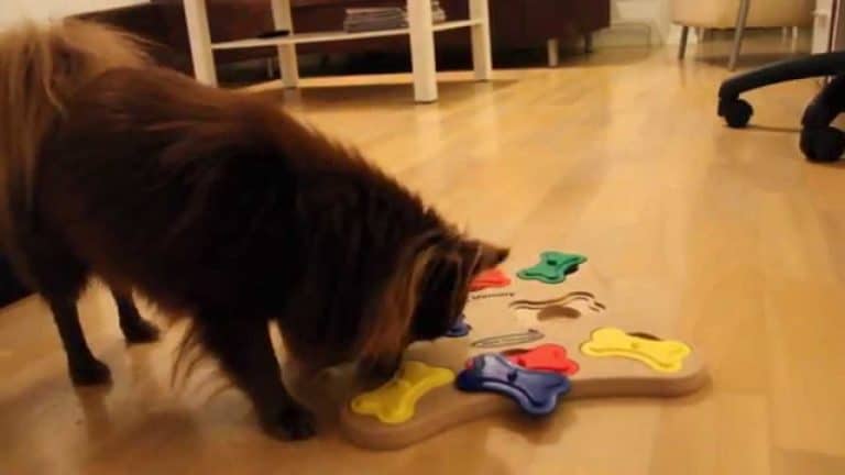 chihuahua dog playing a memory game