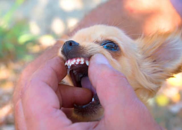 Chihuahua Teeth: How to Keep Those Pearly Whites Healthy - I Love My Chi