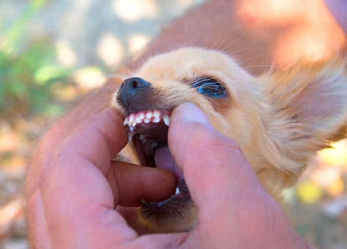 chihuahua with double teeth