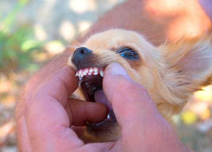 chihuahua teeth