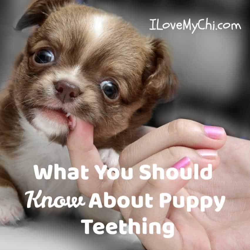 what food is good for teething puppies