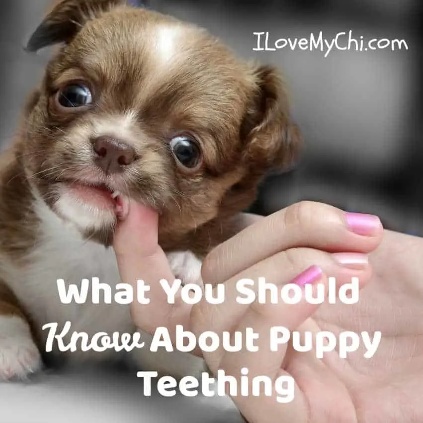 is it ok for puppies to swallow their teeth