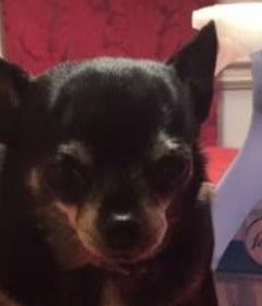 black chihuahua in between two febreeze bottles