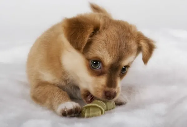 puppy chewing treat 