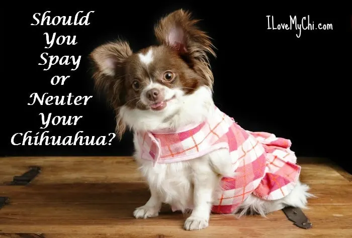 cute chocolate and white pregnant chihuahua wearing a dress
