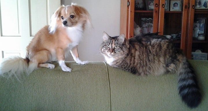 Chihuahua and cat on back of couch.