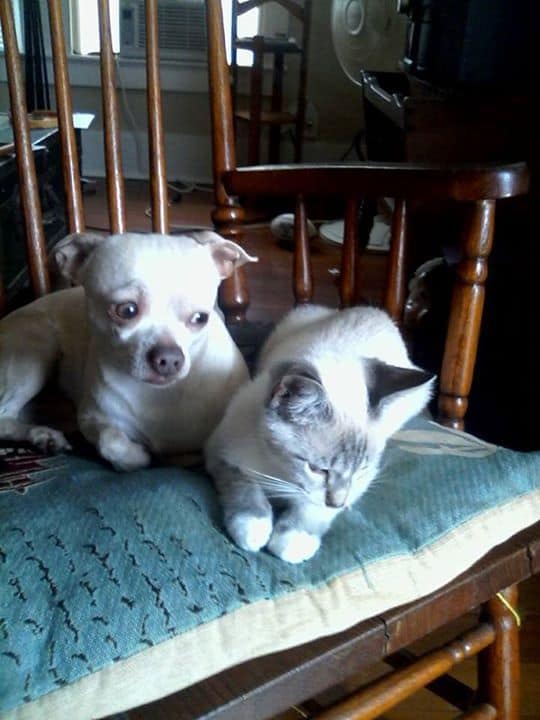 Tobi and Kiki the Chihuahua and cat.