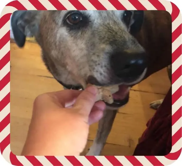 Buddy trying Blue Santa Snacks