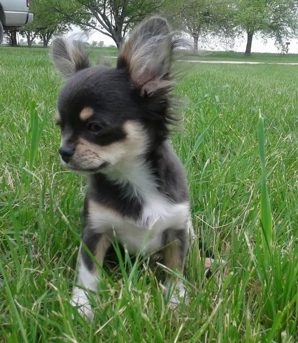 Chi in grass 