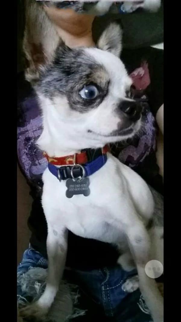 Blue eyed Chihuahua.