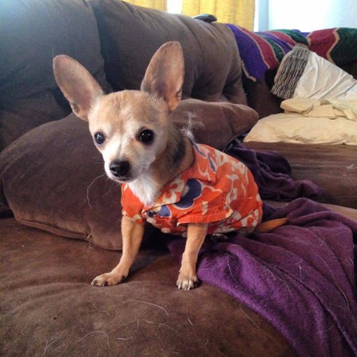 Happy the Chihuahua