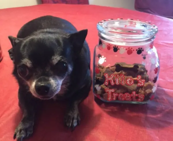 chihuahua sitting by a treat jar with treats