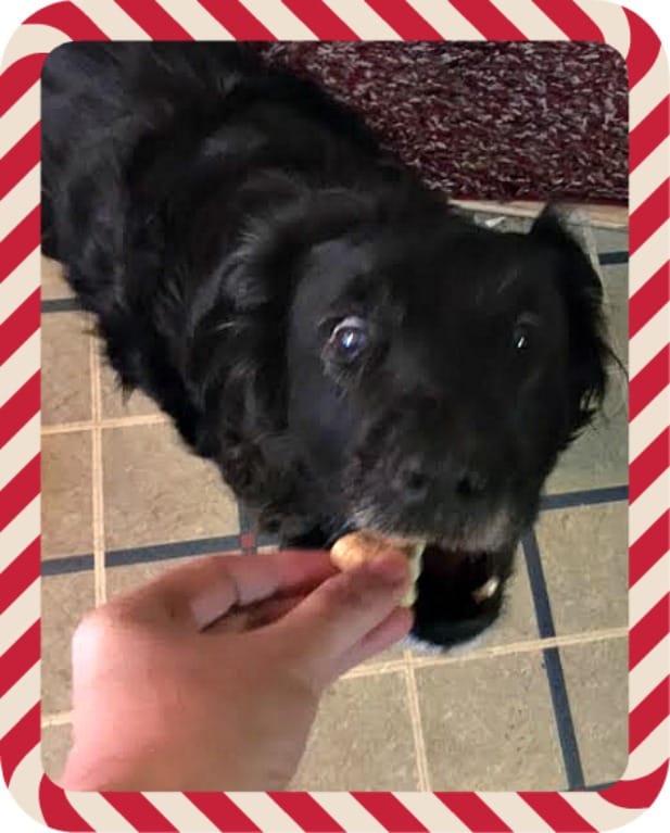 Roxy tries Blue Santa Snacks