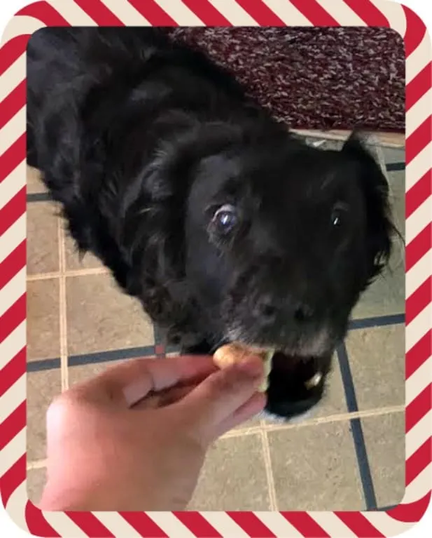 Roxy tries Blue Santa Snacks