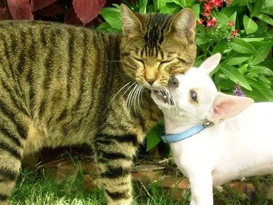 Charlie and Buttercup the Cat and the Chihuahua