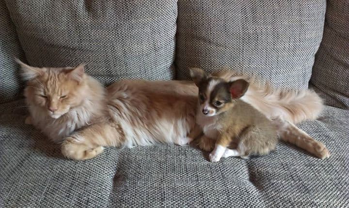cat and Chihuahua puppy