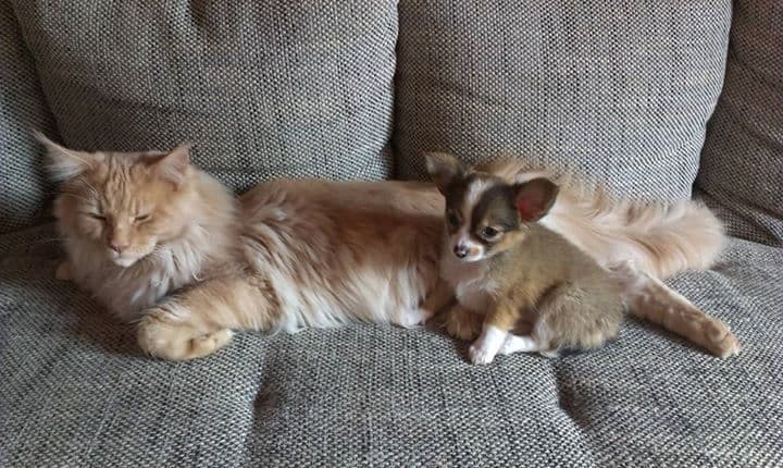Cat and Chihuahua puppy.