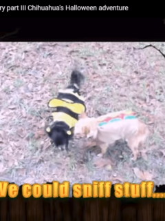 The Hotdog and the Bee