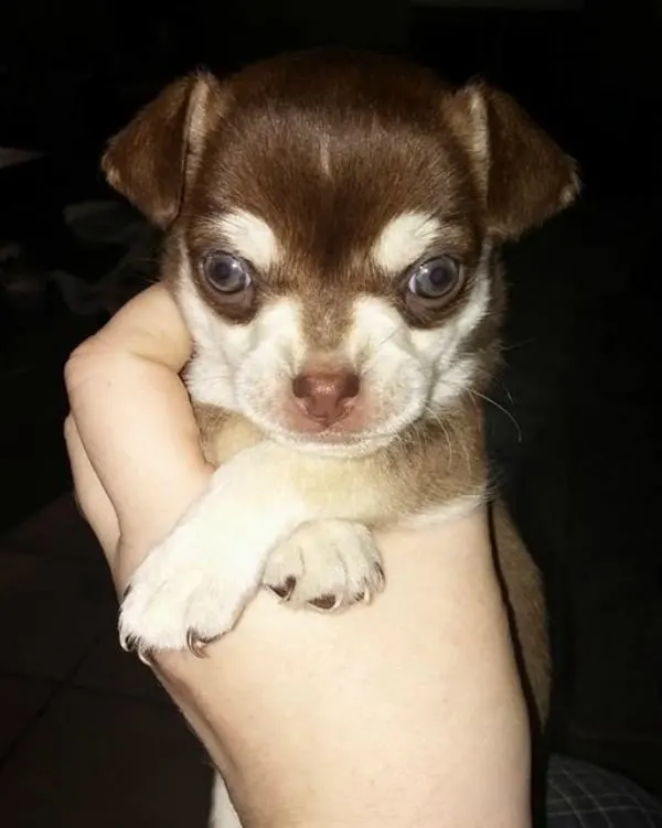 blue eyed chi pup