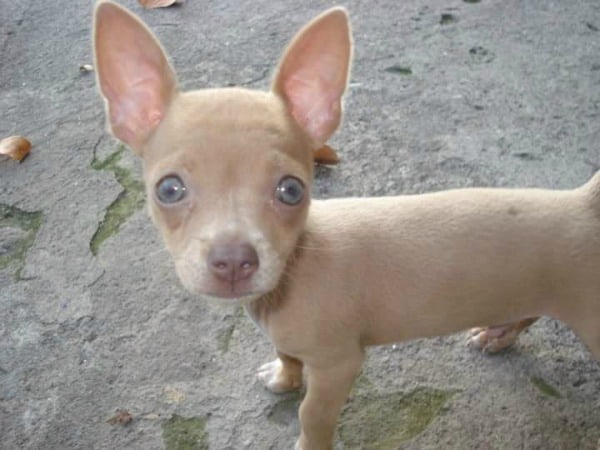 blue eyed puppy