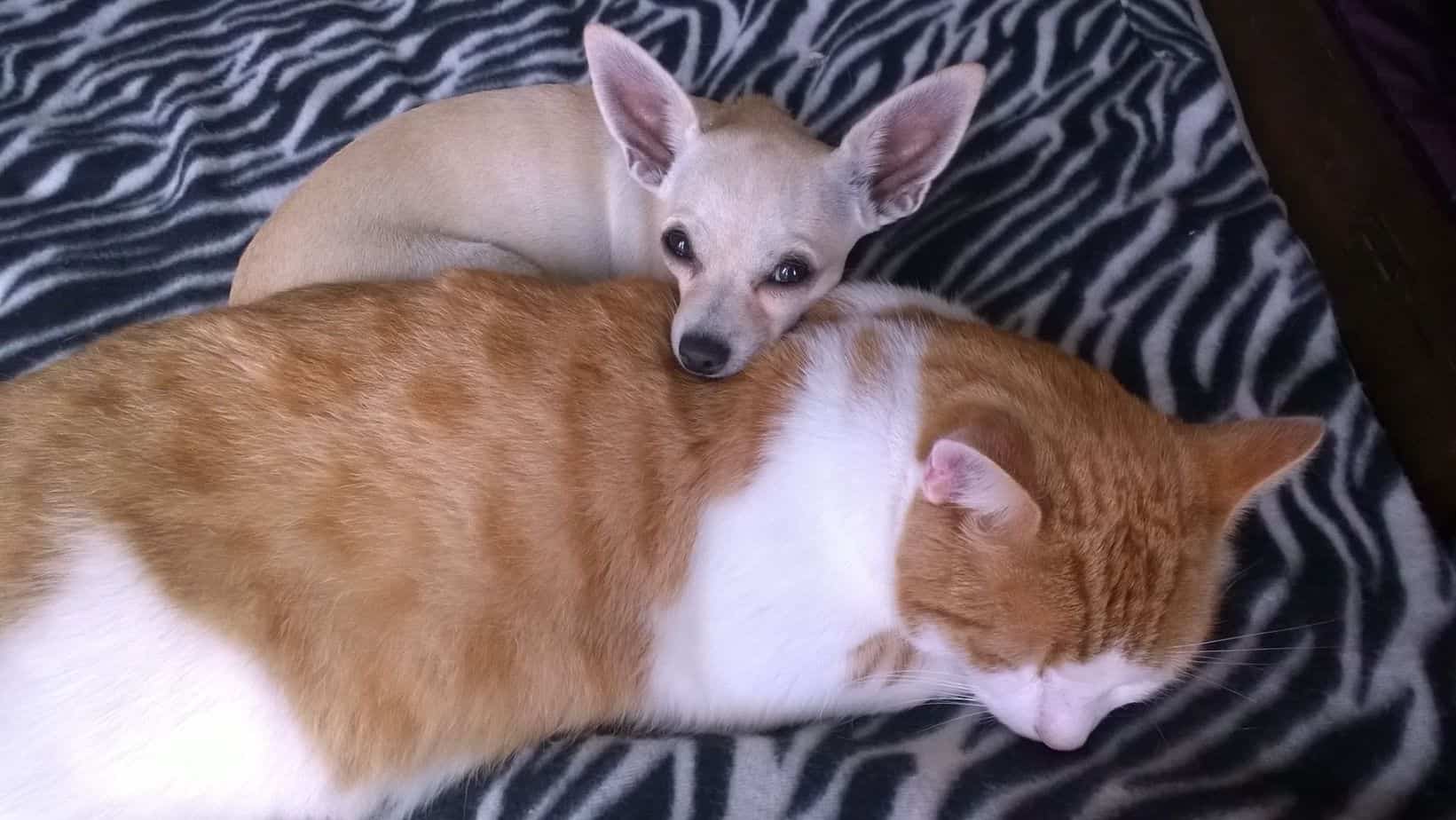 Cats and Chihuahuas I Love My Chi