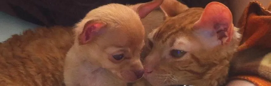 chihuahua puppy and cat