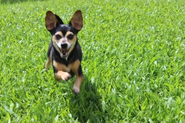 running chihuahua in grass