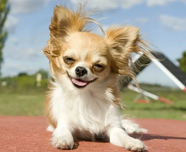 training Chihuahua