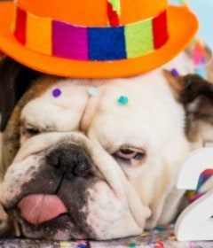 bulldog in party hat