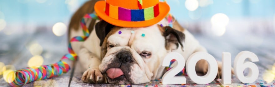 bulldog in party hat