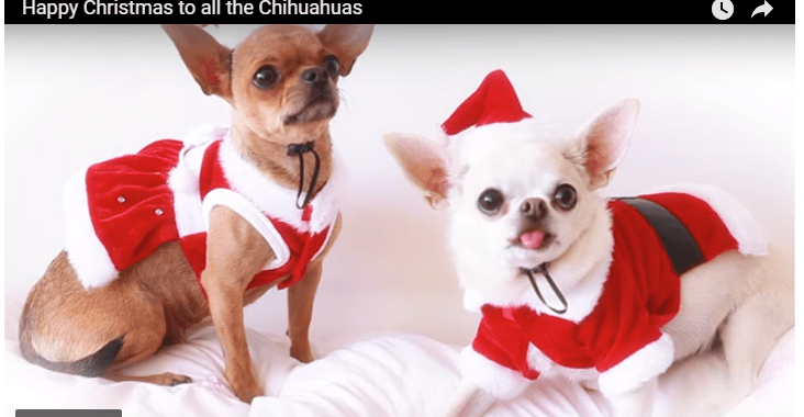 A Christmas Chihuahua Photo Shoot
