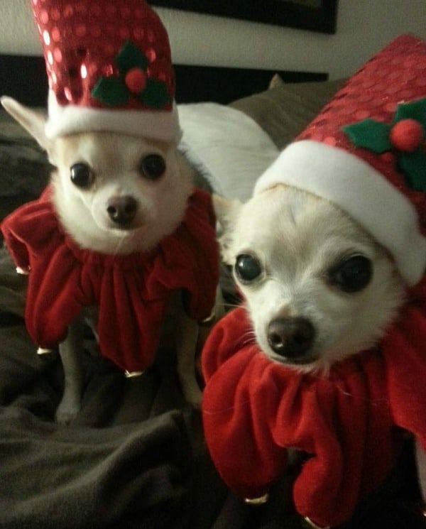 Buttercup and Blossom the Chihuahuas
