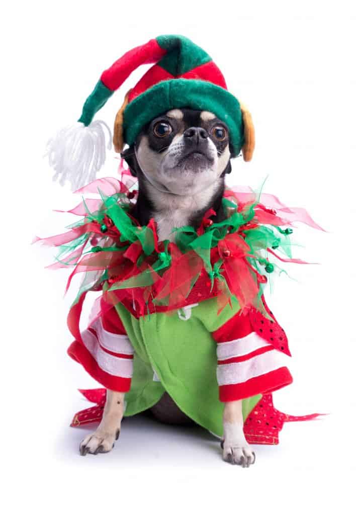 Cute chihuahua dressed as Christmas elf with hat and bows. Isolated on white background