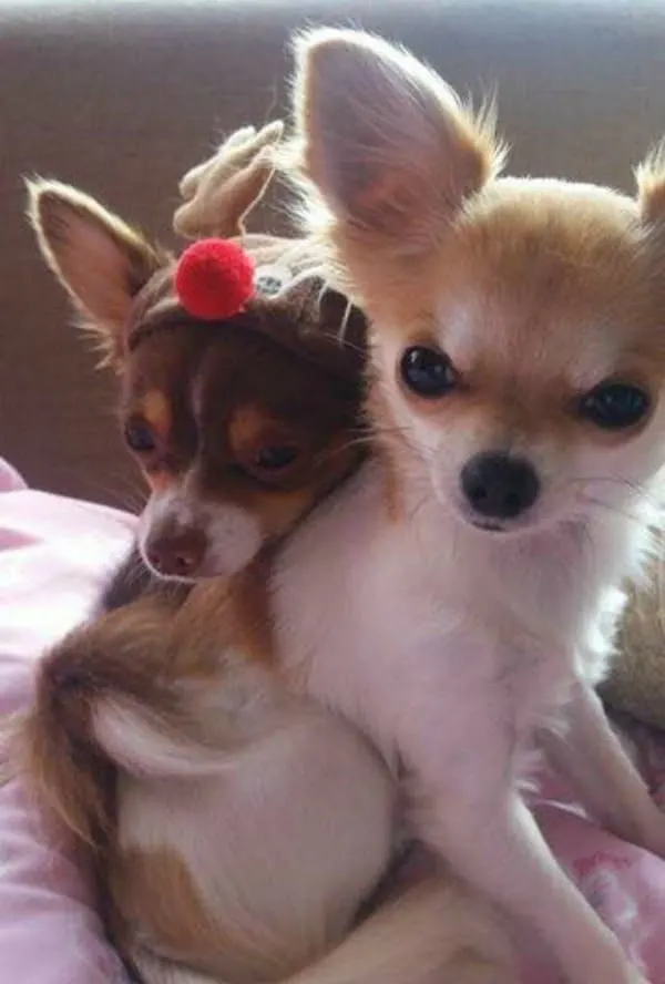 Clove and Claus the Chihuahuas