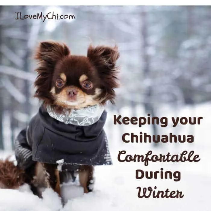 long hair chihuahua wearing coat outside in snow