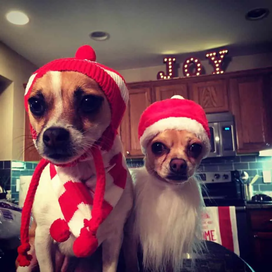 Christmas Chihuahuas