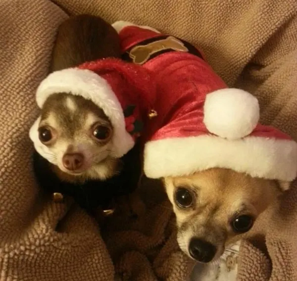 Rita and Stevie the Chihuahuas