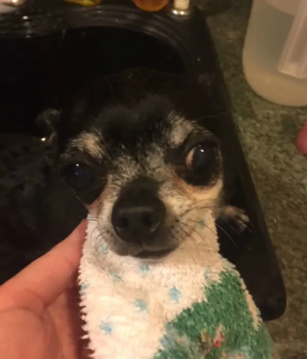 Washing Kilo's face