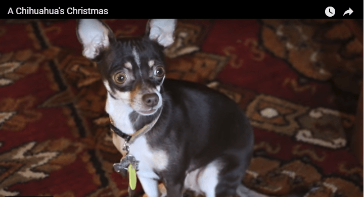 What A Chihuahua Thinks About Christmas