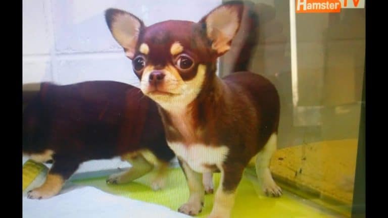 2 little chihuahua puppies
